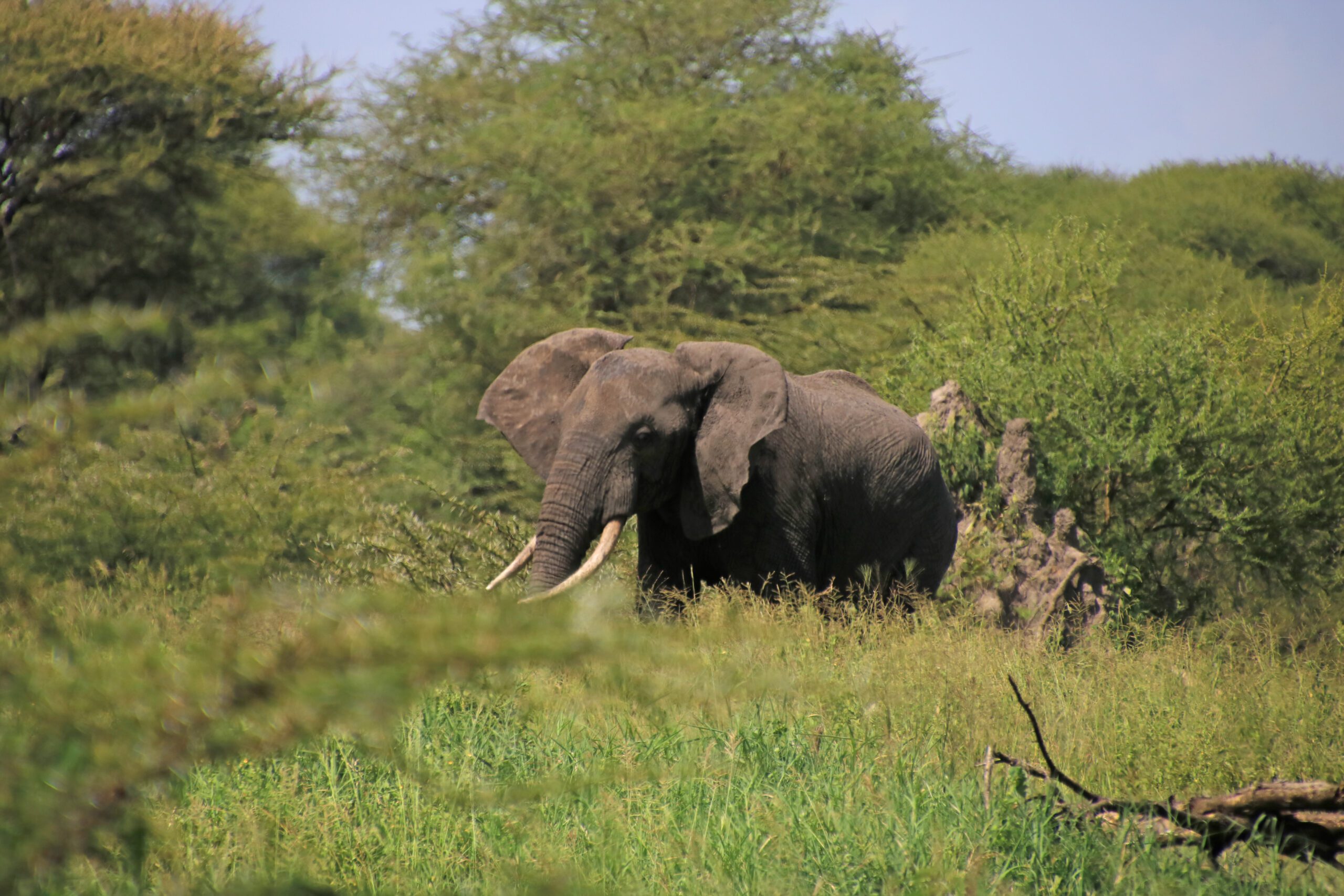 Fantastisches Tauchen auf Sansibar & eine unglaubliche Safari in der Serengeti und Ngorongor