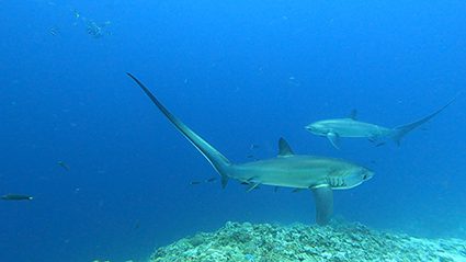 Philippinen – Malapascua & Negros