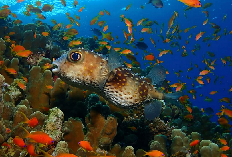 Ägypten – Marsa Alam – Three Corners Happy Life