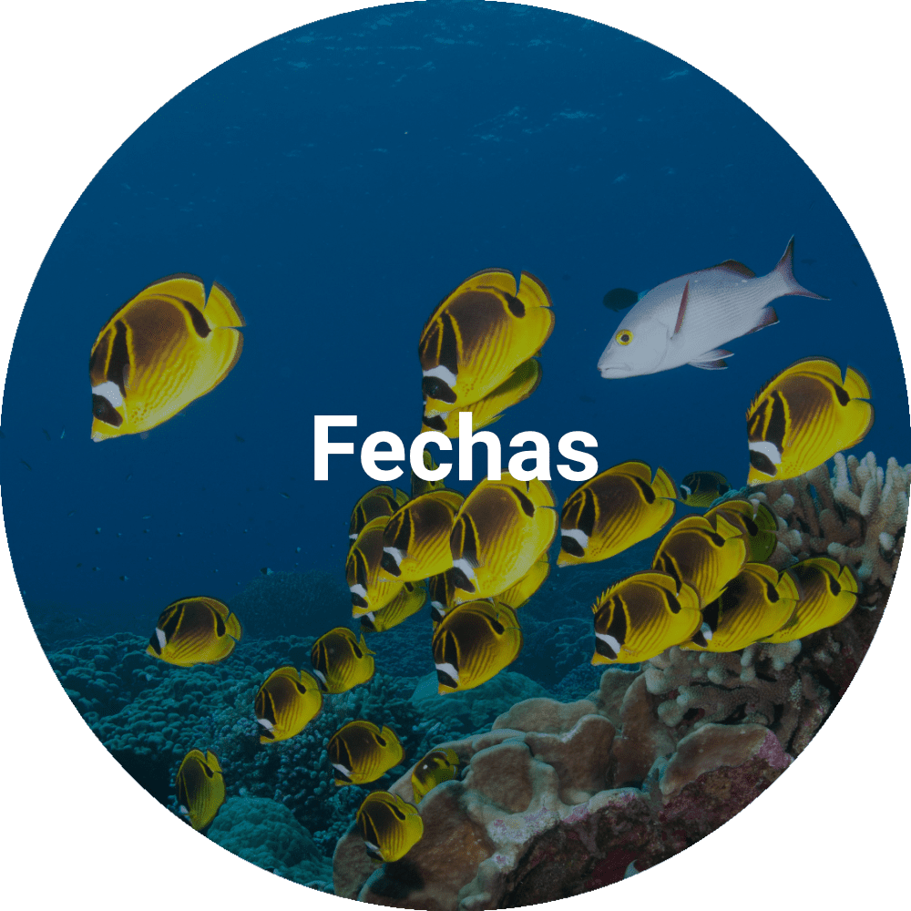 NASDS Fechas